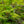 Load image into Gallery viewer, Emerald Lace Japanese Maple - Japanese Maple - Japanese Maples