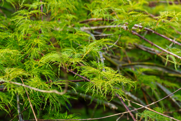 Emerald Lace Japanese Maple - Japanese Maple - Japanese Maples
