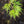 Load image into Gallery viewer, Emerald Lace Japanese Maple - Japanese Maple - Japanese Maples