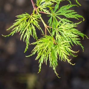 Emerald Lace Japanese Maple - Japanese Maple - Japanese Maples