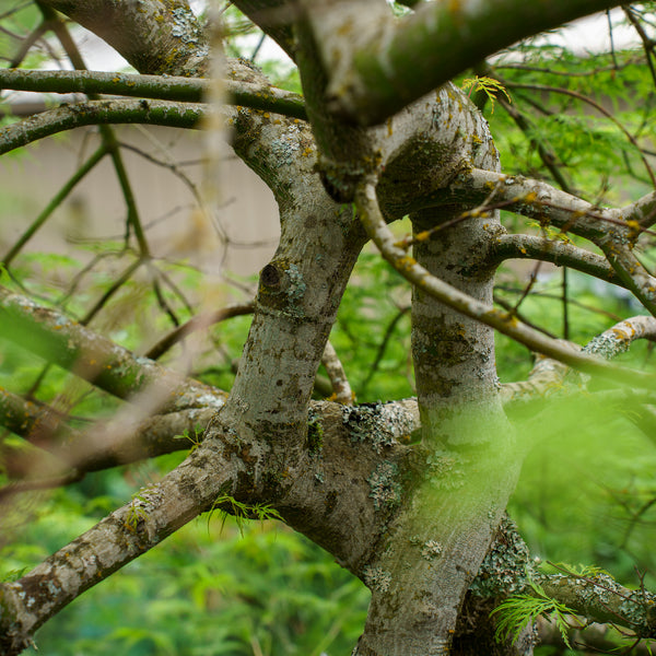 Emerald Lace Japanese Maple