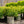 Load image into Gallery viewer, Emerald Spreader Yew - Yew - Shrubs