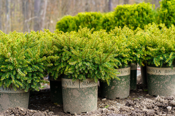Emerald Spreader Yew - Yew - Shrubs