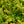 Load image into Gallery viewer, Emerald Spreader Yew - Yew - Shrubs
