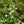 Load image into Gallery viewer, Emerald Sprite Cotoneaster