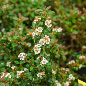 Emerald Sprite Cotoneaster