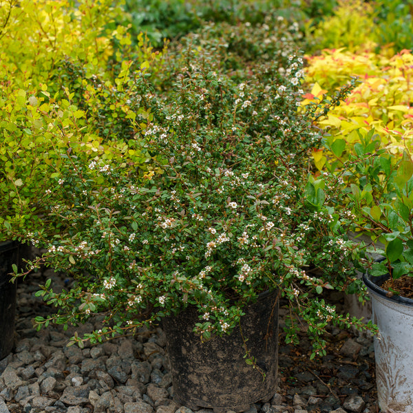 Emerald Sprite Cotoneaster
