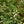 Load image into Gallery viewer, Emerald Sprite Cotoneaster