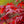 Load image into Gallery viewer, Emperor 1 Japanese Maple - Japanese Maple - Japanese Maples