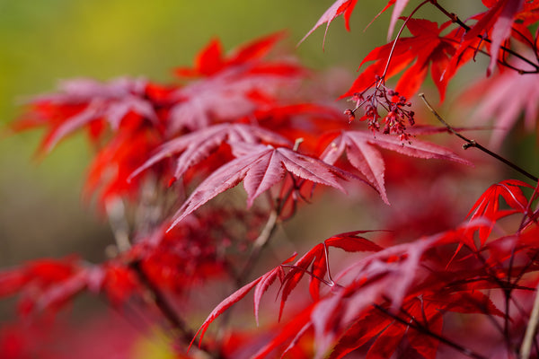 Emperor 1 Japanese Maple - Japanese Maple - Japanese Maples