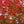 Load image into Gallery viewer, Emperor 1 Japanese Maple