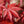 Load image into Gallery viewer, Emperor 1 Japanese Maple - Japanese Maple - Japanese Maples