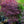 Load image into Gallery viewer, Emperor 1 Japanese Maple - Japanese Maple - Japanese Maples