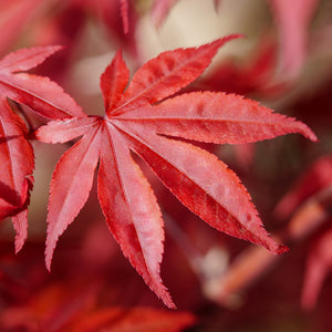 Emperor 1 Japanese Maple - Japanese Maple - Japanese Maples