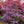 Load image into Gallery viewer, Emperor 1 Japanese Maple - Japanese Maple - Japanese Maples