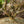 Load image into Gallery viewer, Emperor 1 Japanese Maple