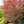 Load image into Gallery viewer, Emperor 1 Japanese Maple