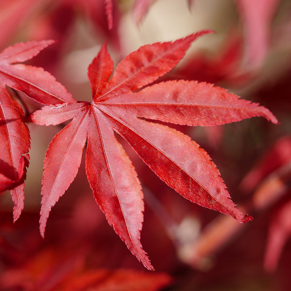 Emperor 1 Japanese Maple - Japanese Maple - Japanese Maples