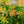 Load image into Gallery viewer, River Nymph Pieris