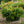 Load image into Gallery viewer, River Nymph Pieris