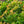 Load image into Gallery viewer, River Nymph Pieris