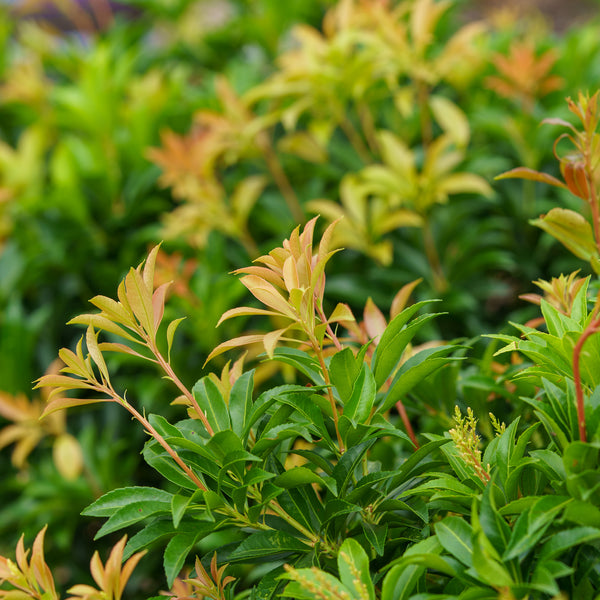 River Nymph Pieris