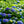 Load image into Gallery viewer, Endless Summer Bigleaf Hydrangea
