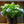 Load image into Gallery viewer, Endless Summer Hydrangea - Hydrangea - Shrubs