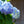 Load image into Gallery viewer, Endless Summer Hydrangea - Hydrangea - Shrubs