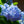 Load image into Gallery viewer, Endless Summer Hydrangea - Hydrangea - Shrubs