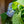 Load image into Gallery viewer, Endless Summer Hydrangea - Hydrangea - Shrubs