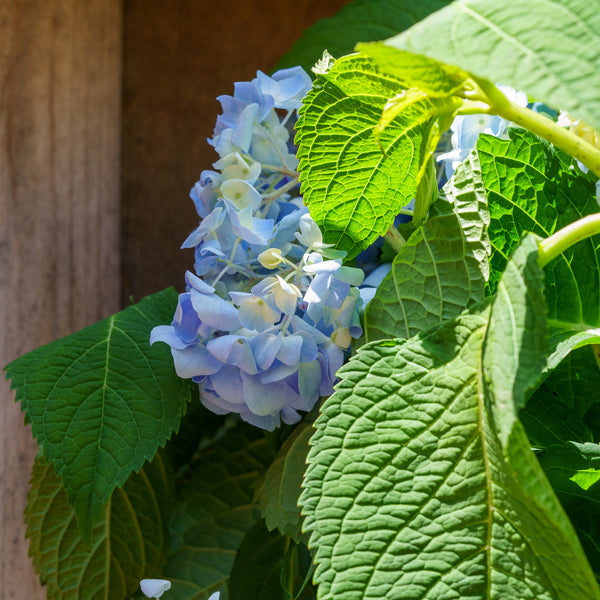 Endless Summer Bigleaf Hydrangea