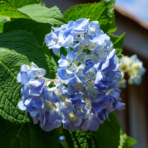 Endless Summer Bigleaf Hydrangea