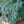 Load image into Gallery viewer, Engelmann Spruce - Spruce - Conifers
