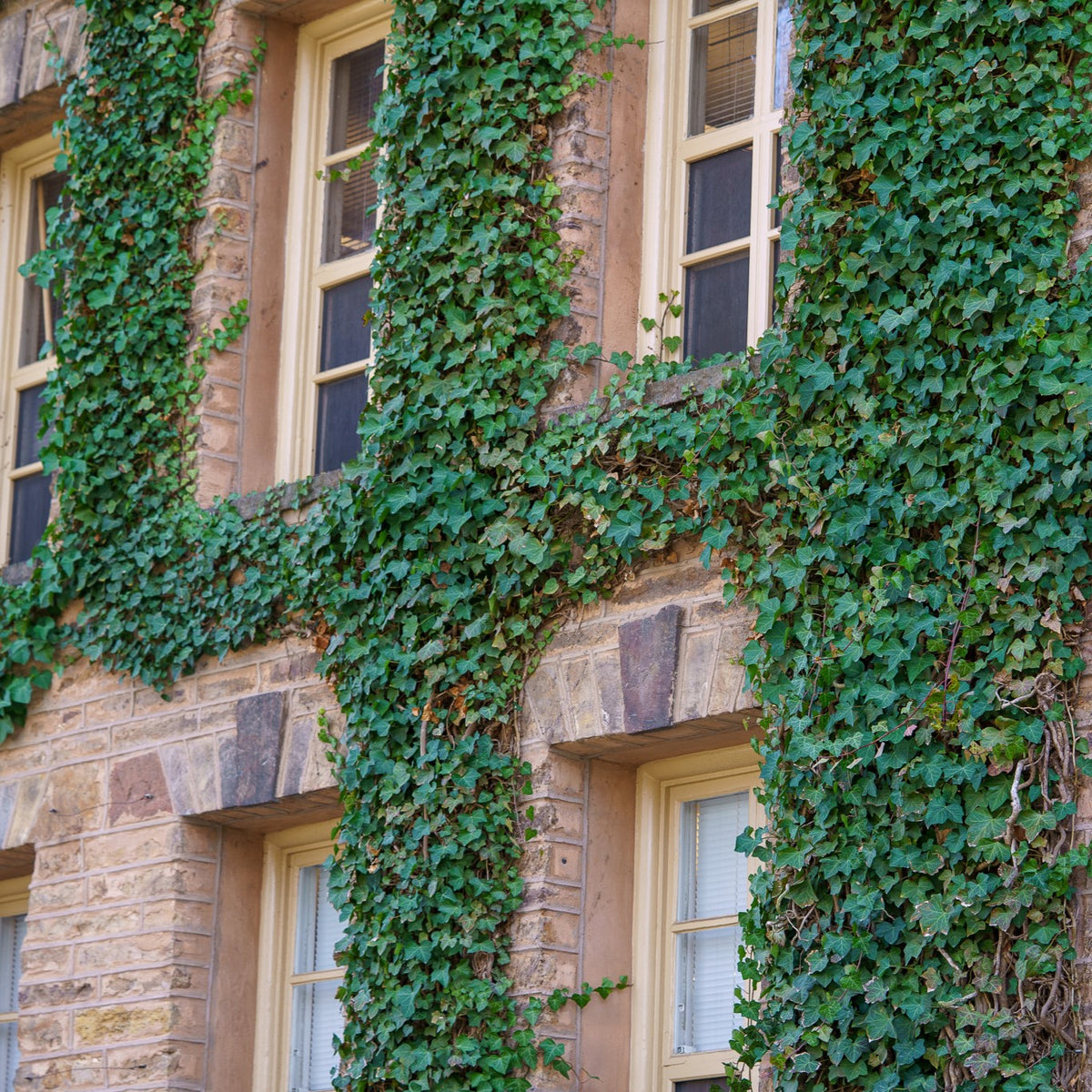 English Ivy – Plant Detectives