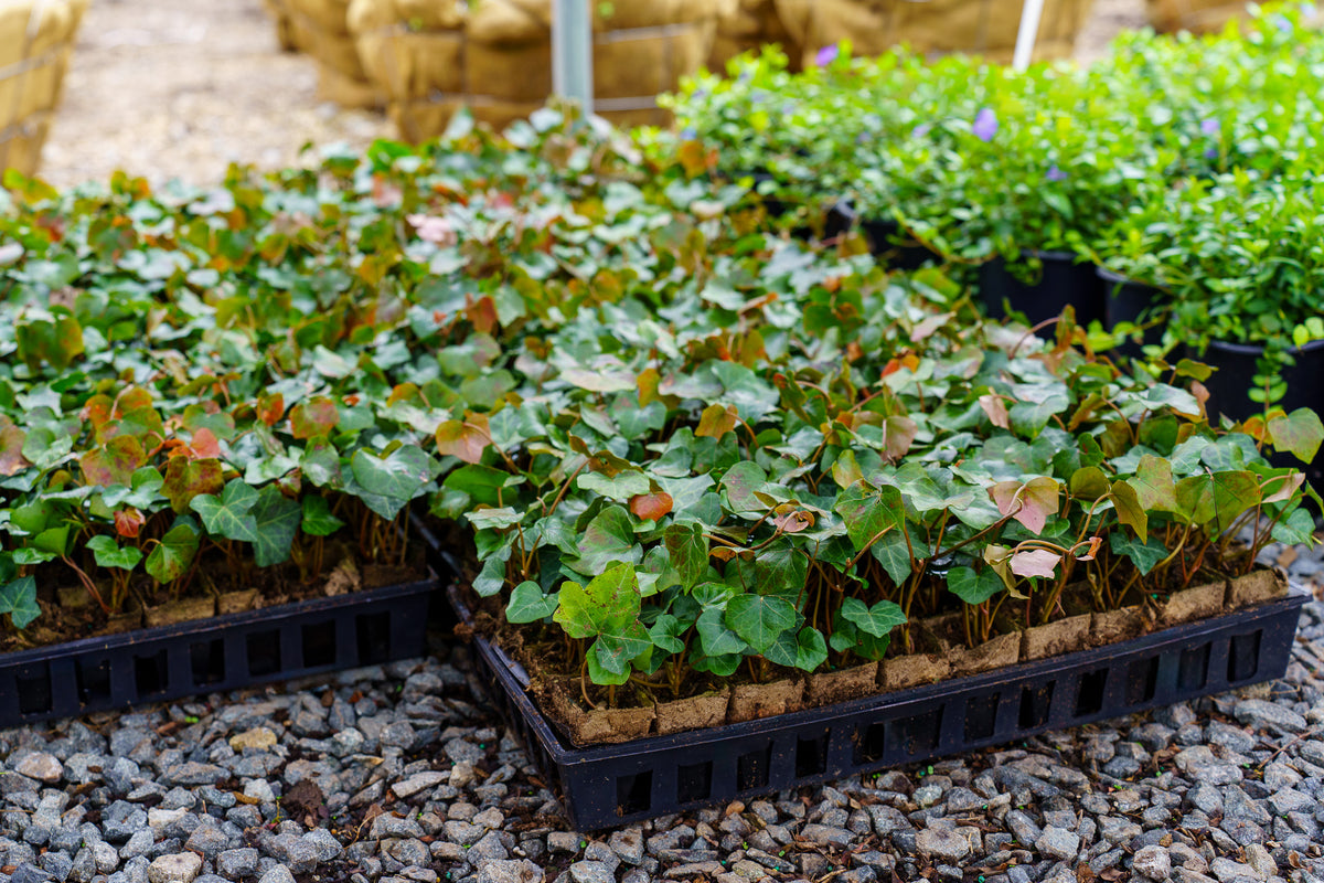 English Ivy – Plant Detectives