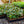 Load image into Gallery viewer, English Ivy - Vines & Climbers - Perennials