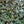 Load image into Gallery viewer, English Ivy - Vines & Climbers - Perennials