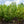 Load image into Gallery viewer, Cherry Laurel