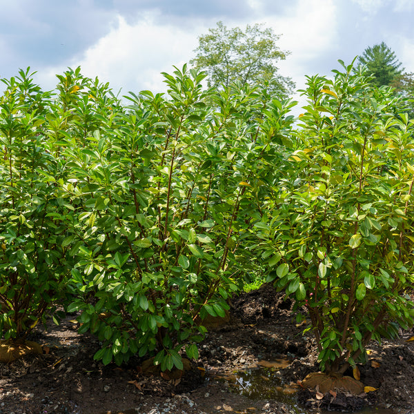 Cherry Laurel