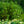 Load image into Gallery viewer, Cherry Laurel