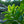 Load image into Gallery viewer, Cherry Laurel
