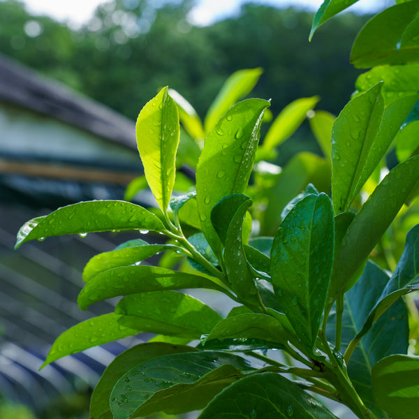 Cherry Laurel