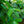 Load image into Gallery viewer, Cherry Laurel