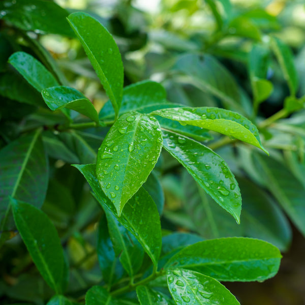 Cherry Laurel