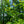 Load image into Gallery viewer, Cherry Laurel