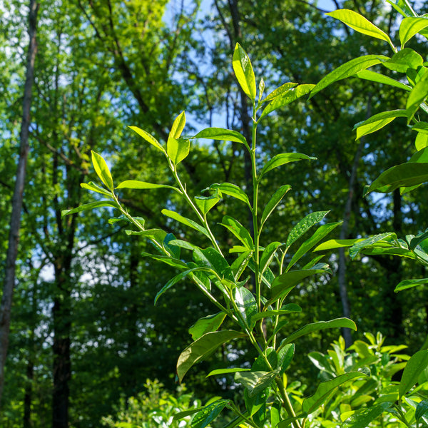 Cherry Laurel