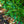 Load image into Gallery viewer, Cherry Laurel