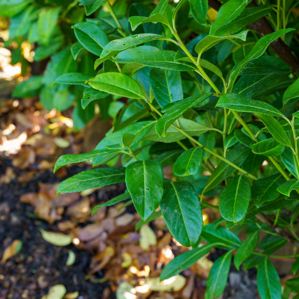 Cherry Laurel
