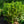 Load image into Gallery viewer, Cherry Laurel